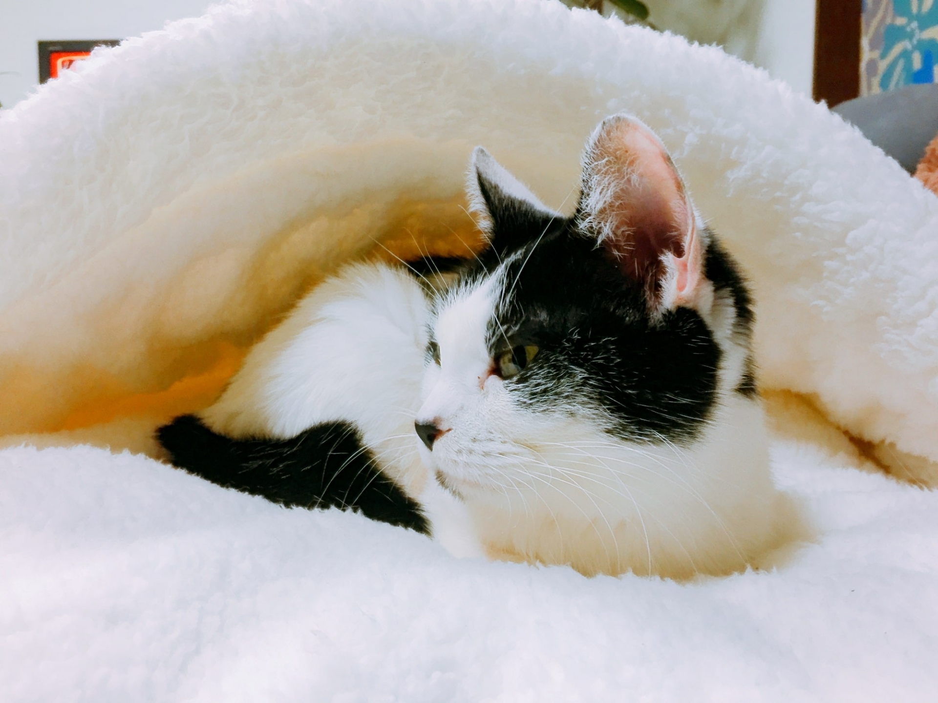 新品人気猫ベッドのお手入れ方法 ベッド・クッション・ハウス