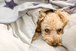 愛犬・愛猫に合わせた寒さ対策を（犬）